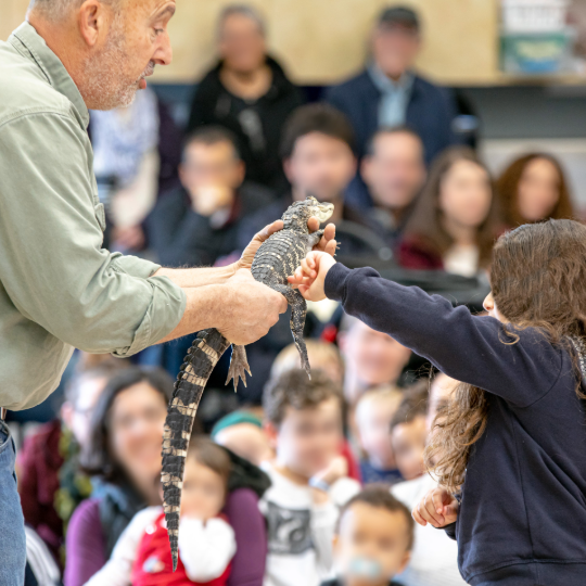 Wild Thing's animal ambassador holds out a small alligator for a young girl to touch. A group of kids looks on in the background